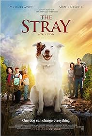 The Stray (2017)